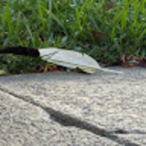 Meet your Posher, Steve